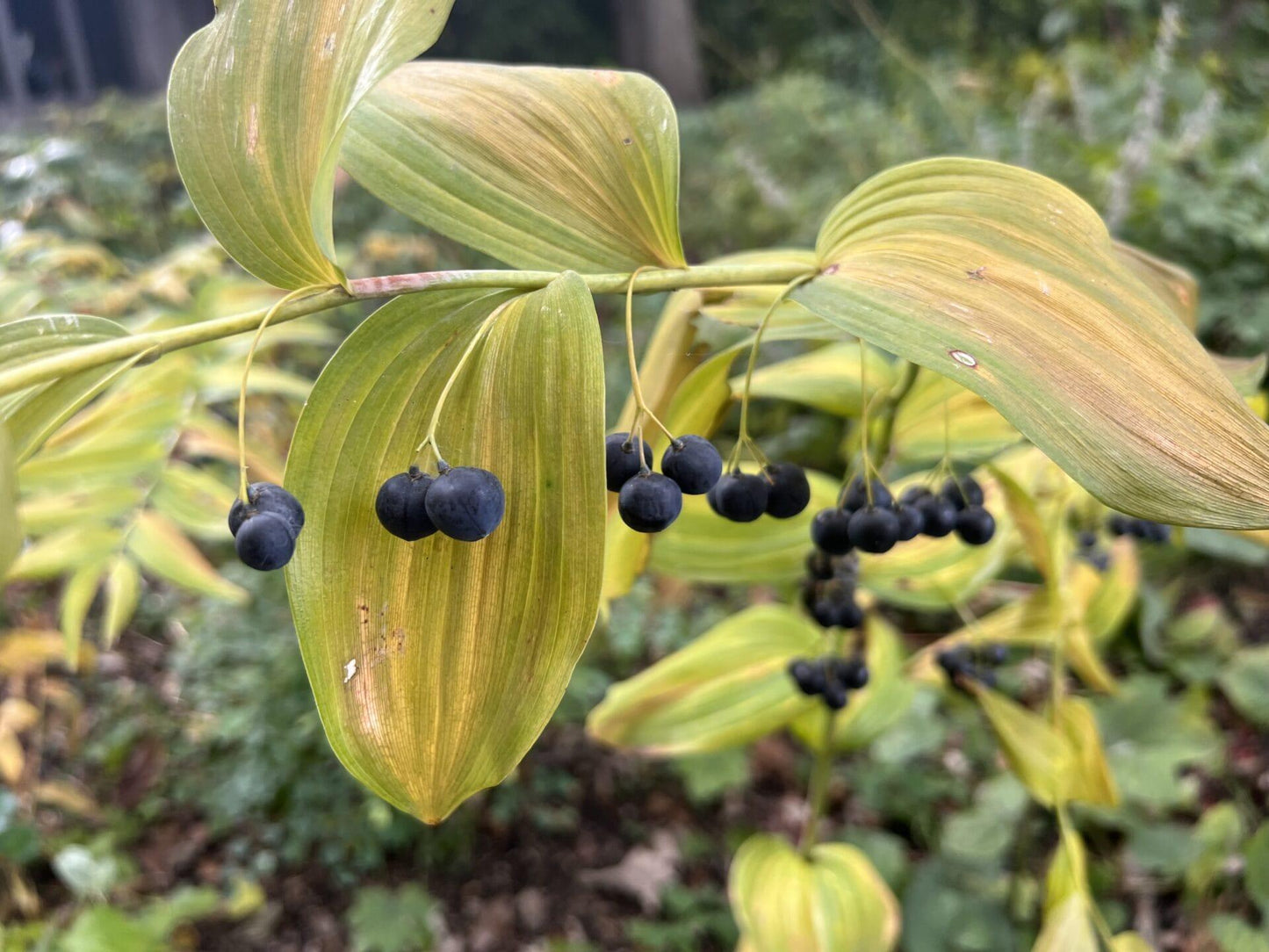 G6235 Polygonatum Biflorum 16 Eeac2aff B8ea 4b5c A386 0fb1bea39f24 from www redcrocus com