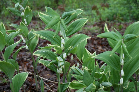 G6235 Polygonatum Biflorum - View 1 from www redcrocus com