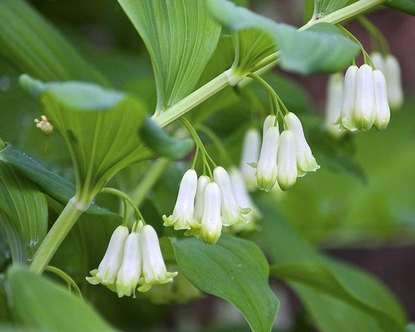 G6235 Polygonatum Biflorum 2 3fafd857 B977 49c3 9fb3 6ace01fca9a5 from www redcrocus com