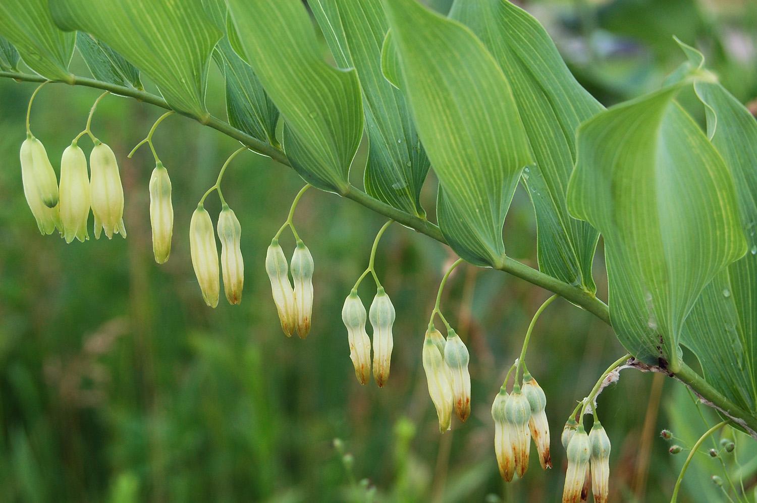 G6235 Polygonatum Biflorum - View 3 from www redcrocus com