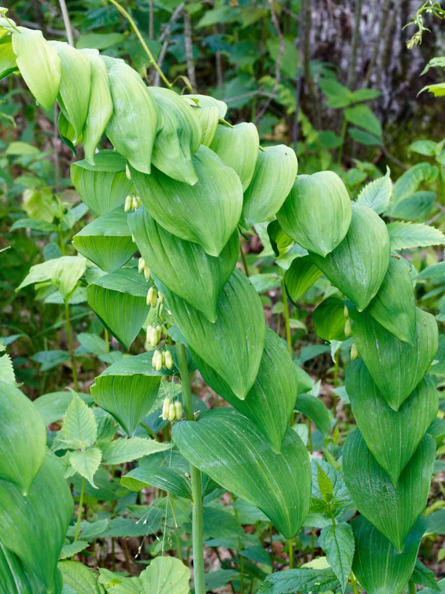 G6235 Polygonatum Biflorum - View 4 from www redcrocus com