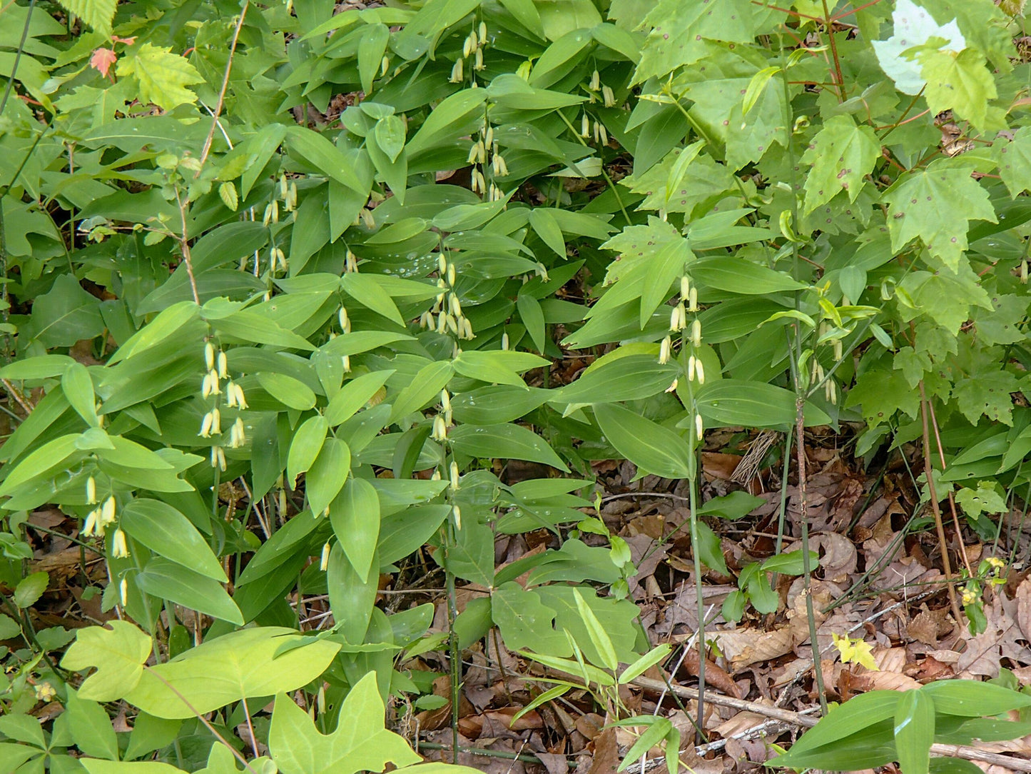G6235 Polygonatum Biflorum 5 028af4c6 5f1b 47a0 9d28 6371497f26e1 from www redcrocus com