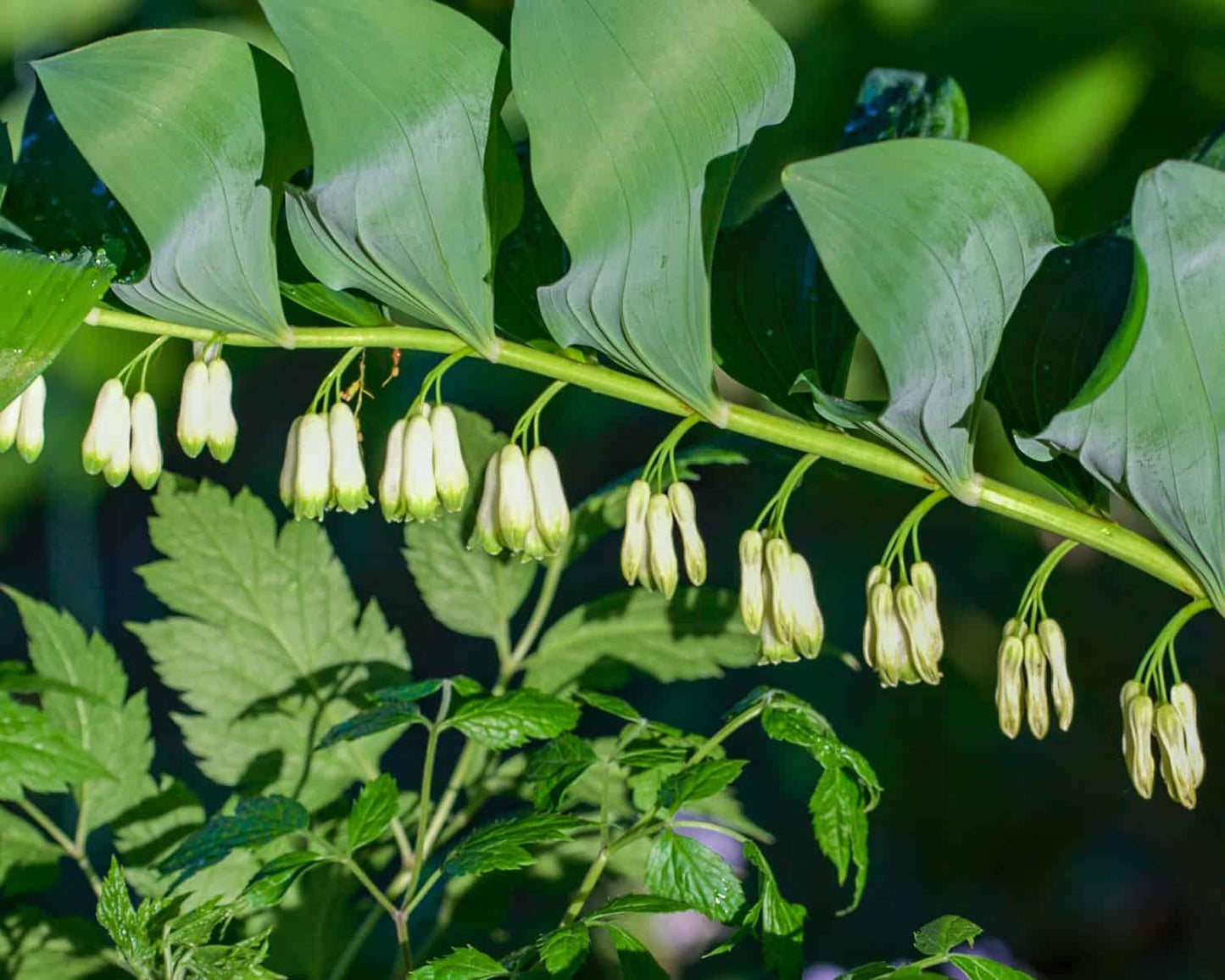 G6235 Polygonatum Biflorum 6 A958bb48 E417 407a 9c3d C7fec1bb50c9 from www redcrocus com