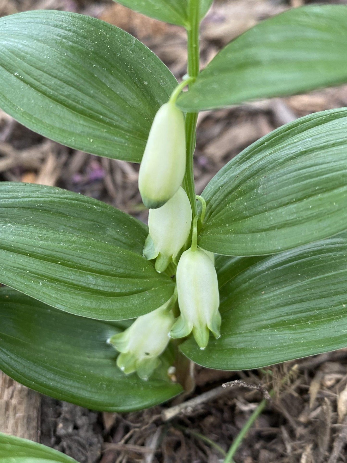 G6235 Polygonatum Biflorum 8 Ed656942 8aa7 41ce Bccf 431589f80ecc from www redcrocus com
