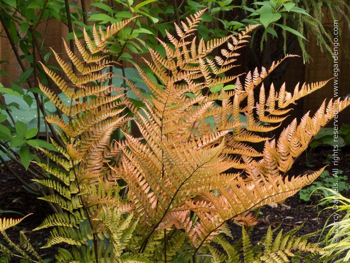G6277 Fern Dryopteris Erythrosora Brilliance 10 95ad6cf1 9784 4544 8f00 Fdb08566c584 from www redcrocus com