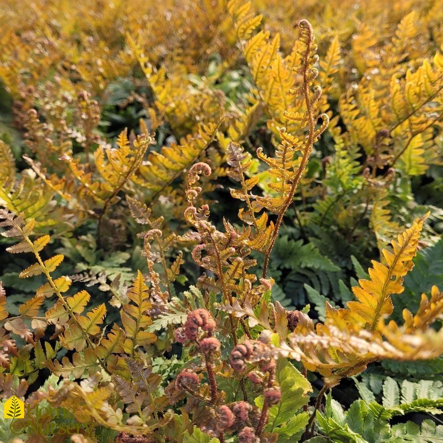 G6277 Fern Dryopteris Erythrosora Brilliance 13 F1cc06ed 8753 4bac 8895 492e437331c8 from www redcrocus com