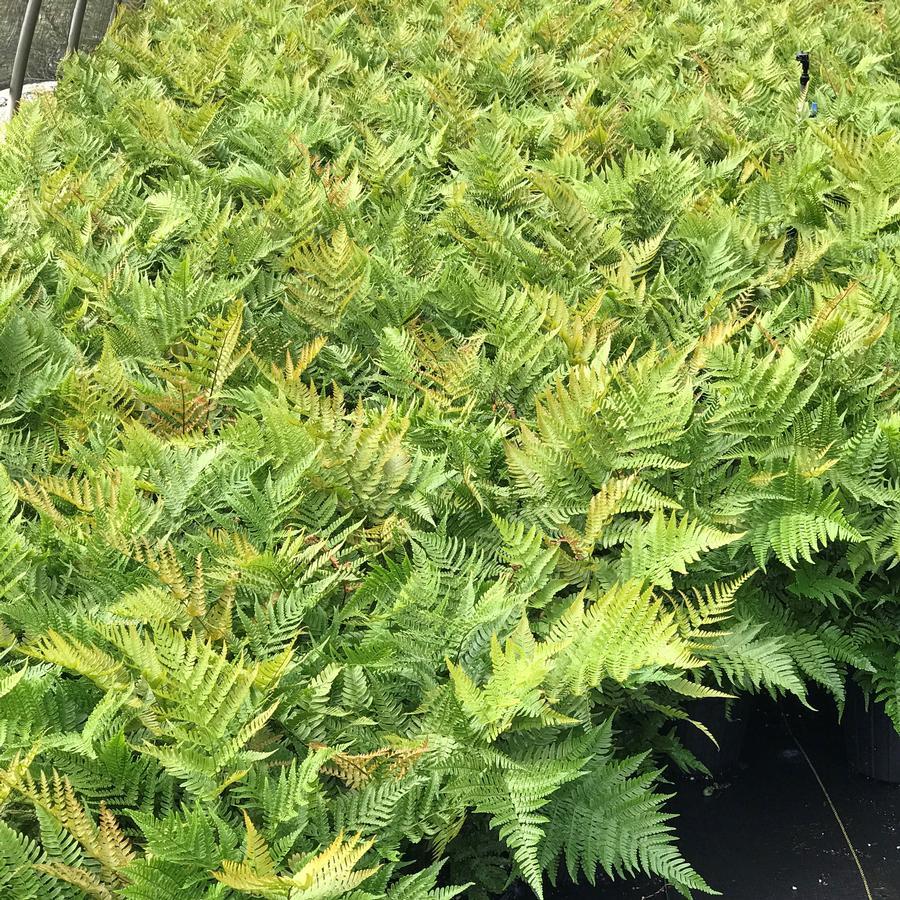 G6277 Fern Dryopteris Erythrosora Brilliance 15 9ca4030f 4e27 4a7a 81db 4d440d04fa08 from www redcrocus com