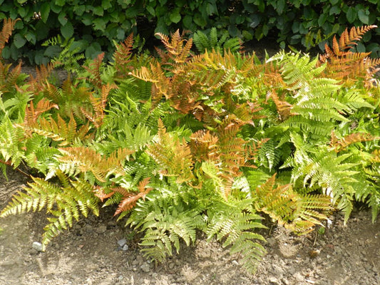 G6277 Fern Dryopteris Erythrosora Brilliance 1 A2a8956b F91a 44dc A141 33f36d085307 from www redcrocus com