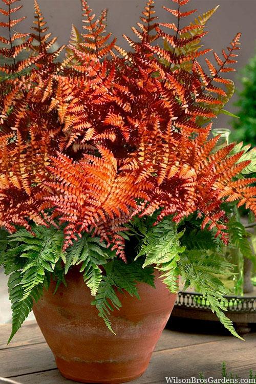 G6277 Fern Dryopteris Erythrosora Brilliance 4 7151a5d7 8b06 43cf 95cf 89238fc6b884 from www redcrocus com