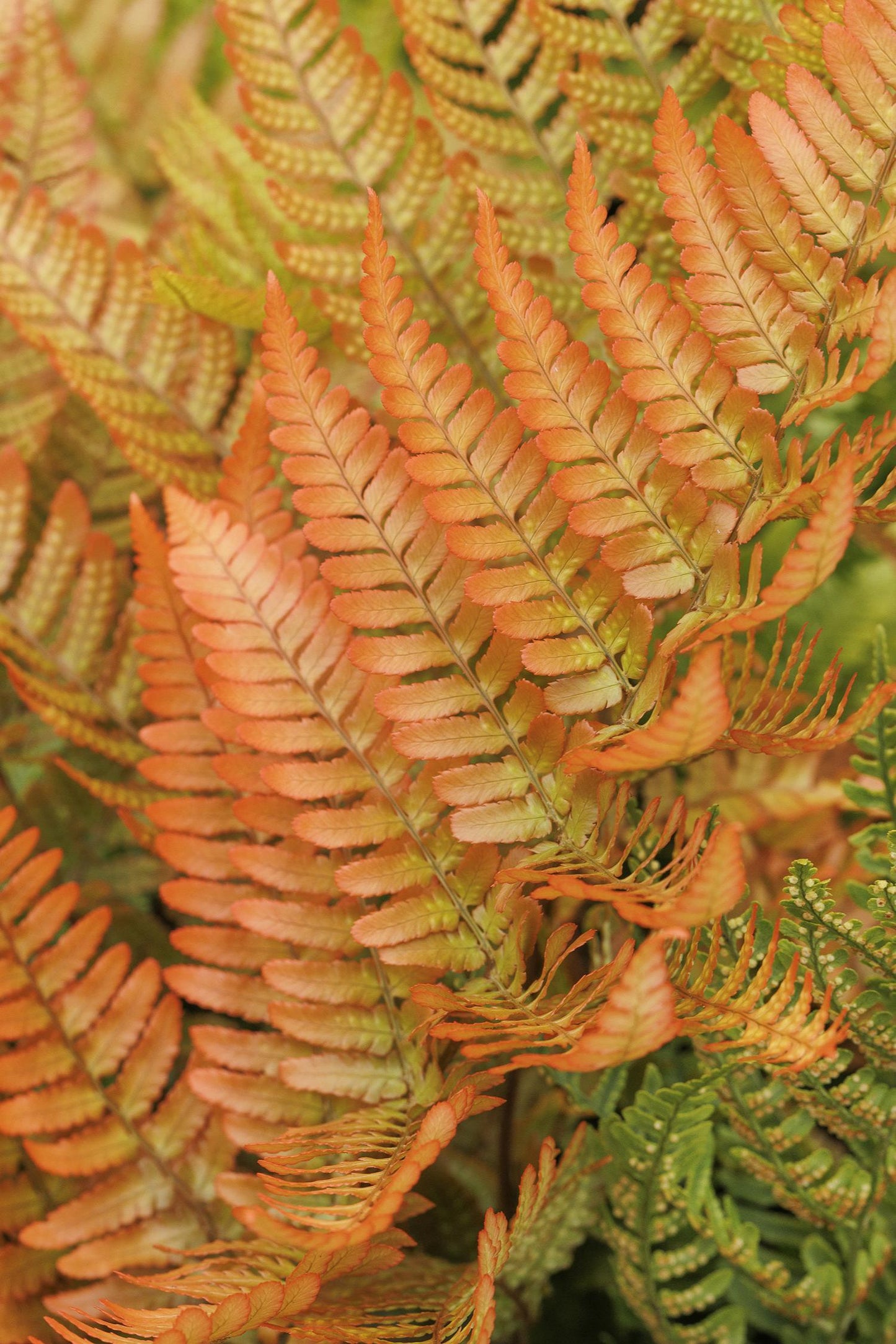 G6277 Fern Dryopteris Erythrosora Brilliance 8 Baf9ac37 Bdff 445f 8fc3 97c60b37023d from www redcrocus com