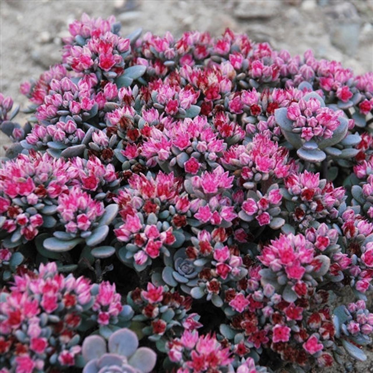 G6289 Sedum Sunsparkler Blue Elf - View 11 from www redcrocus com