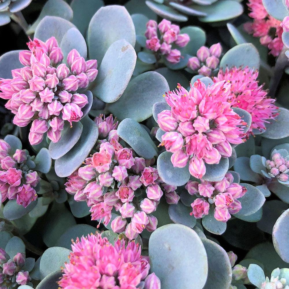 G6289 Sedum Sunsparkler Blue Elf - View 12 from www redcrocus com