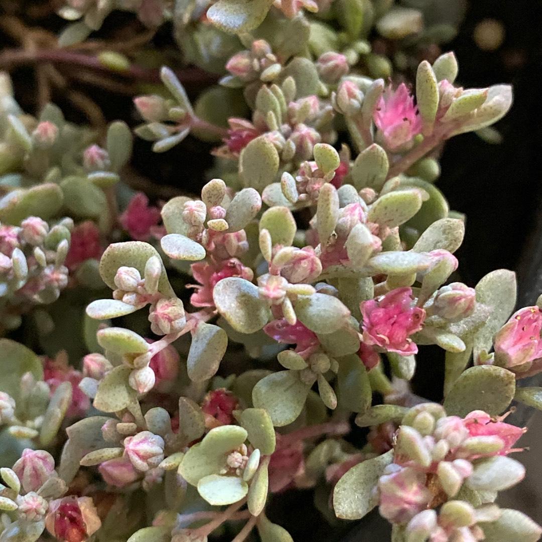 G6289 Sedum Sunsparkler Blue Elf - View 14 from www redcrocus com