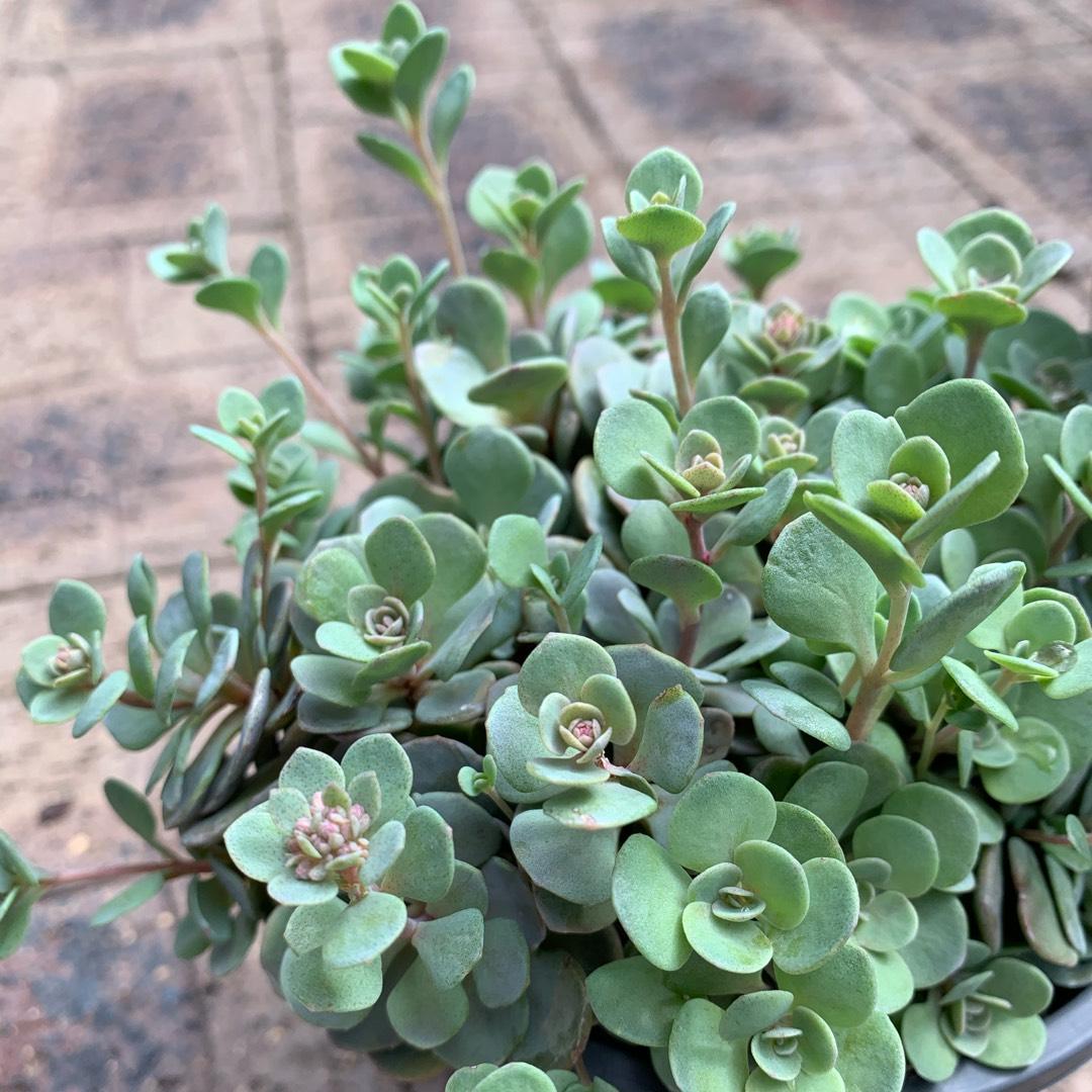 G6289 Sedum Sunsparkler Blue Elf - View 17 from www redcrocus com