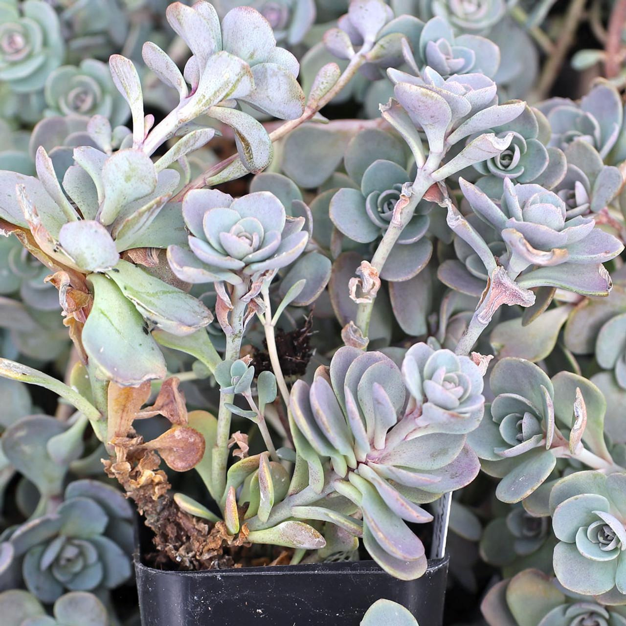 G6289 Sedum Sunsparkler Blue Elf - View 18 from www redcrocus com