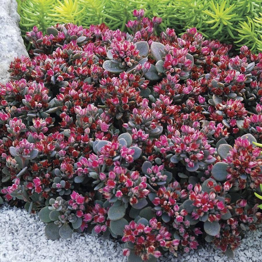 G6289 Sedum Sunsparkler Blue Elf - View 2 from www redcrocus com