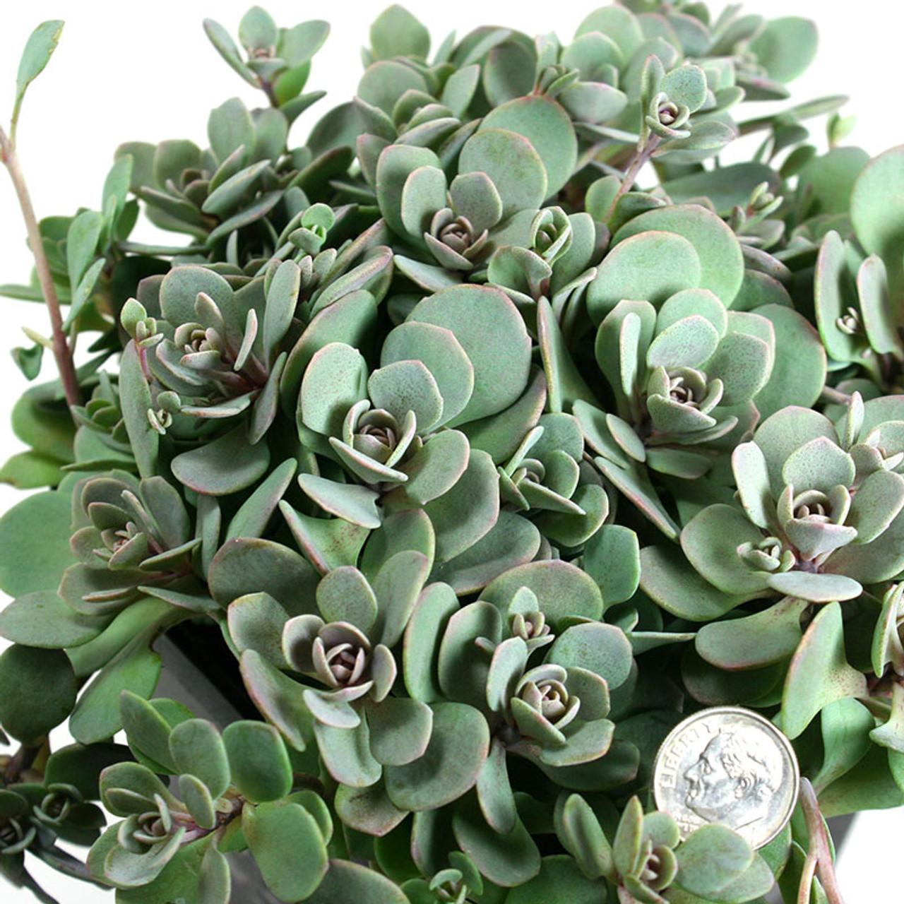 G6289 Sedum Sunsparkler Blue Elf - View 3 from www redcrocus com