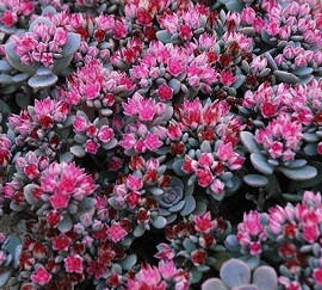 G6289 Sedum Sunsparkler Blue Elf - View 4 from www redcrocus com