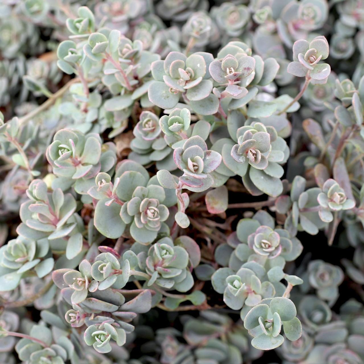 G6289 Sedum Sunsparkler Blue Elf - View 5 from www redcrocus com