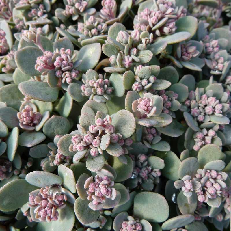 G6289 Sedum Sunsparkler Blue Elf - View 6 from www redcrocus com