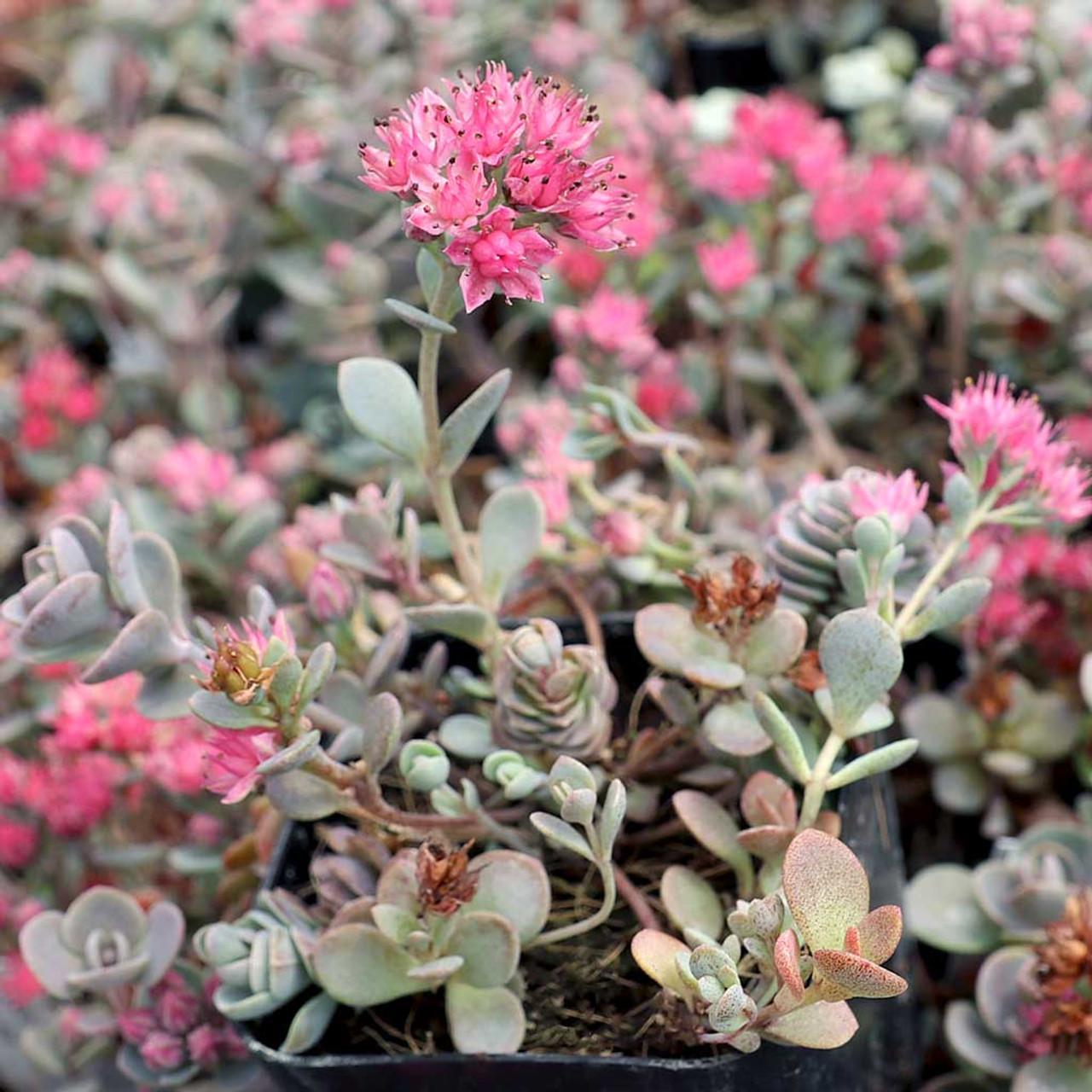 G6289 Sedum Sunsparkler Blue Elf - View 7 from www redcrocus com