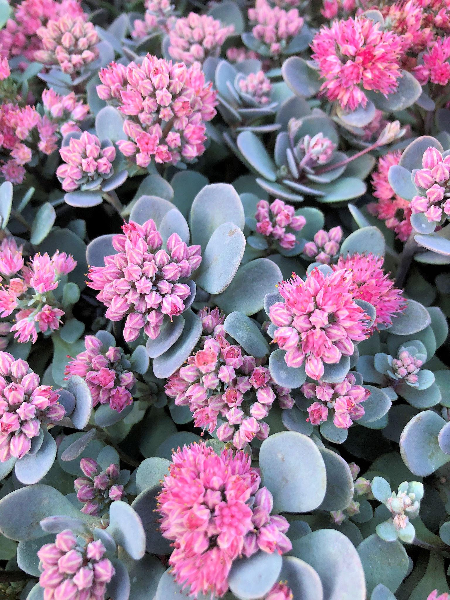 G6289 Sedum Sunsparkler Blue Elf - View 8 from www redcrocus com
