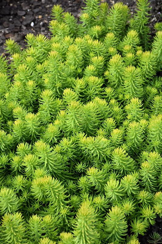 G6297 Sedum Rupestre Prima Angelina - View 10 from www redcrocus com