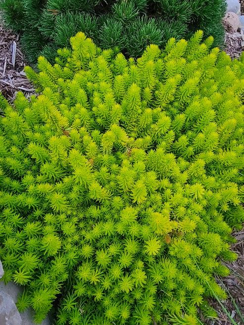 G6297 Sedum Rupestre Prima Angelina 12 Db1331b9 7910 4d80 B531 0a1bda58a31f from www redcrocus com