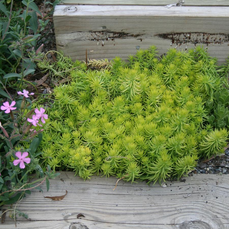 G6297 Sedum Rupestre Prima Angelina - View 13 from www redcrocus com