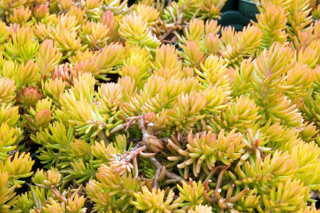 G6297 Sedum Rupestre Prima Angelina - View 14 from www redcrocus com