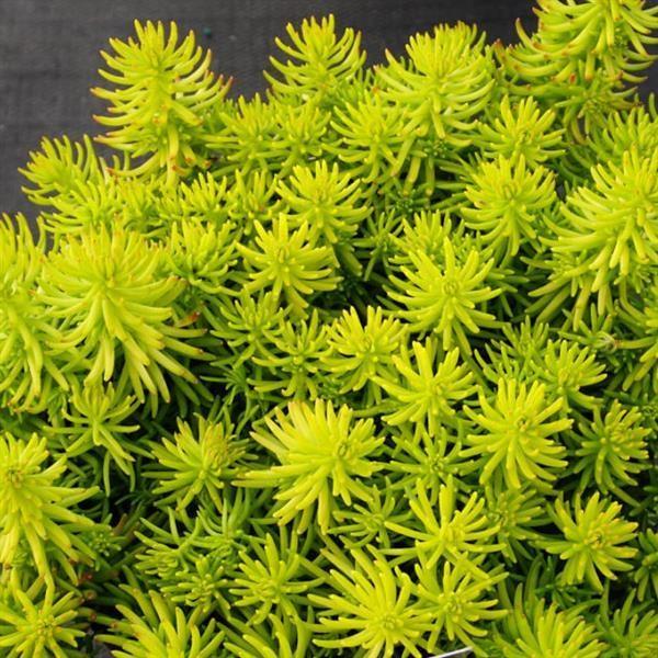G6297 Sedum Rupestre Prima Angelina - View 17 from www redcrocus com