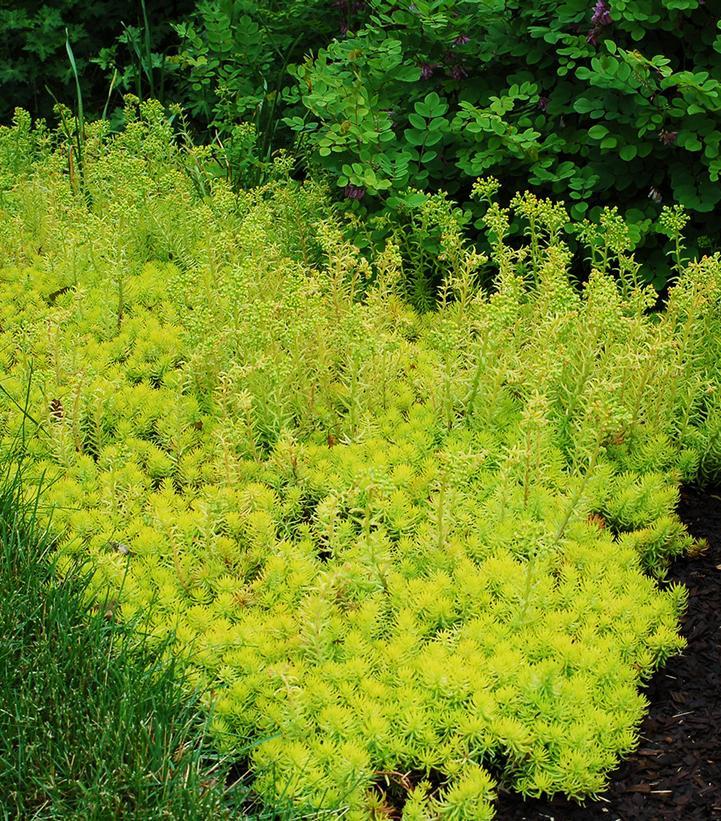 G6297 Sedum Rupestre Prima Angelina - View 18 from www redcrocus com