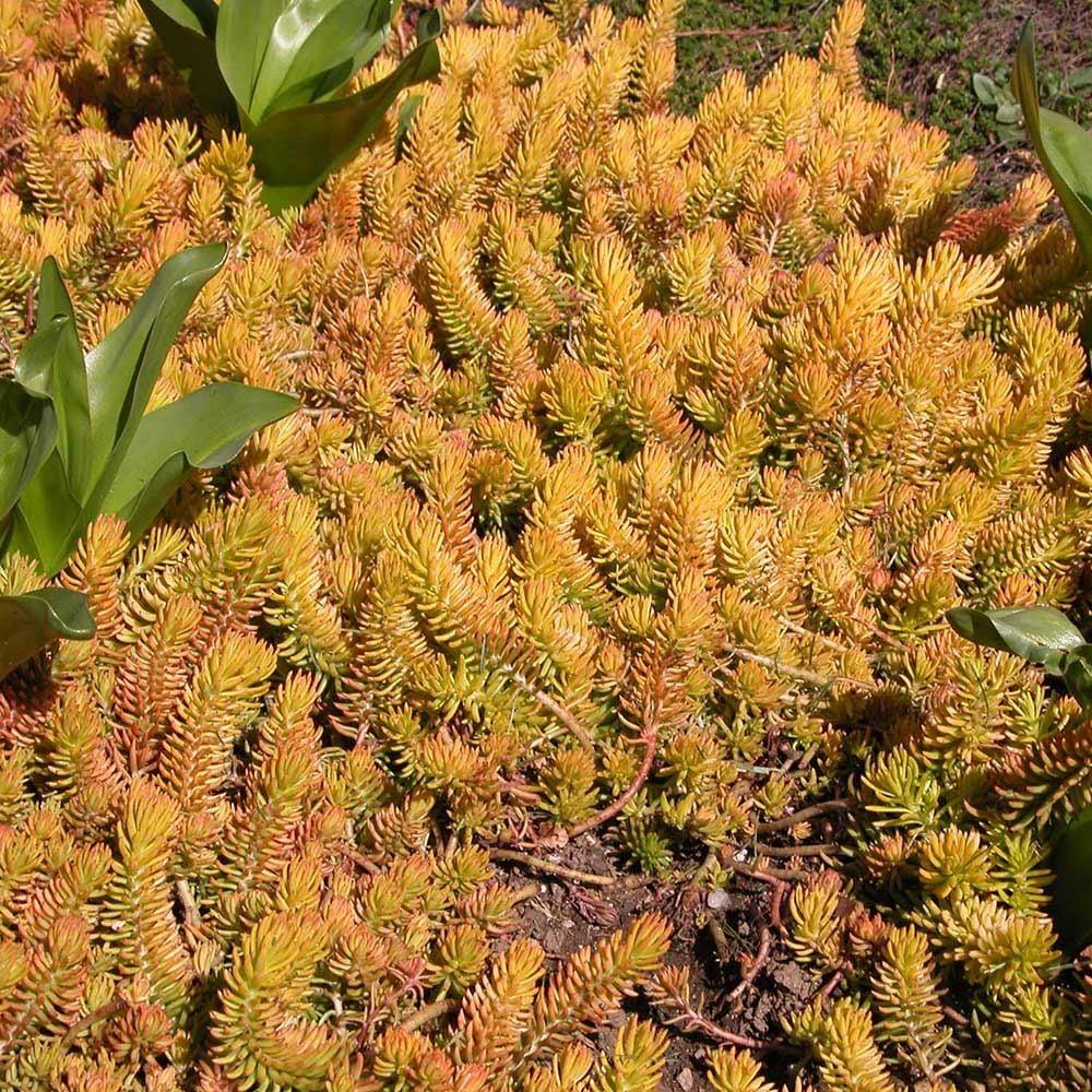 G6297 Sedum Rupestre Prima Angelina - View 19 from www redcrocus com