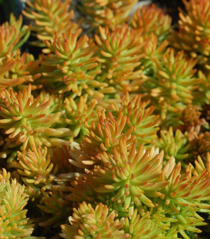 G6297 Sedum Rupestre Prima Angelina 4 4053b9a9 026d 4735 B7e7 2d4912908277 from www redcrocus com