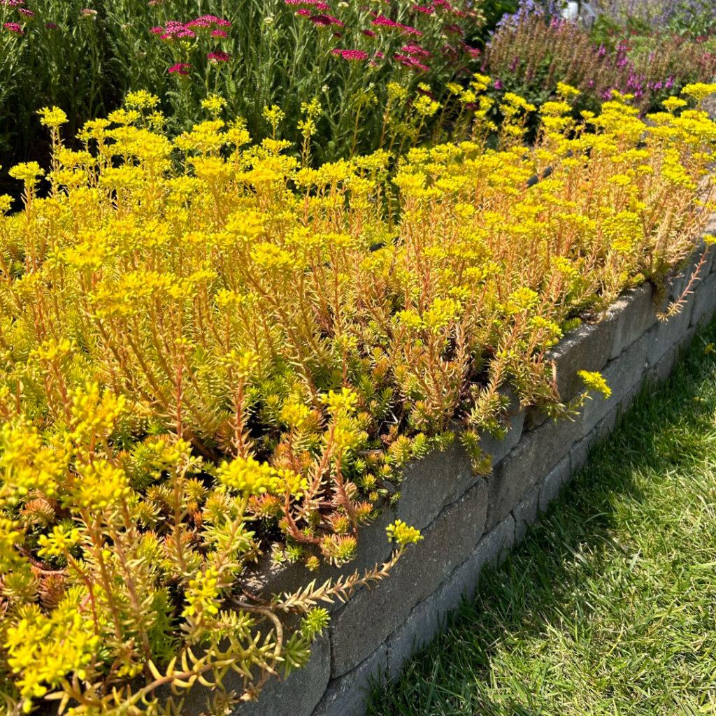 G6297 Sedum Rupestre Prima Angelina 8 963eaa64 D7c4 4673 8f8b 14428a097c04 from www redcrocus com