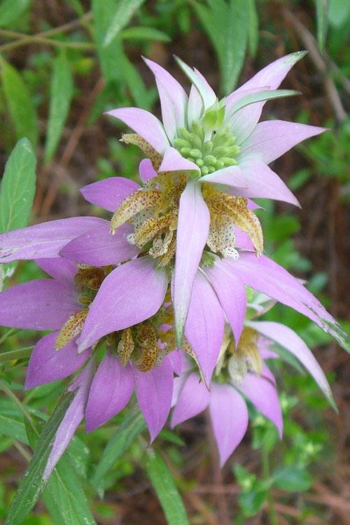 G6303 Monarda Punctata - View 10 from www redcrocus com