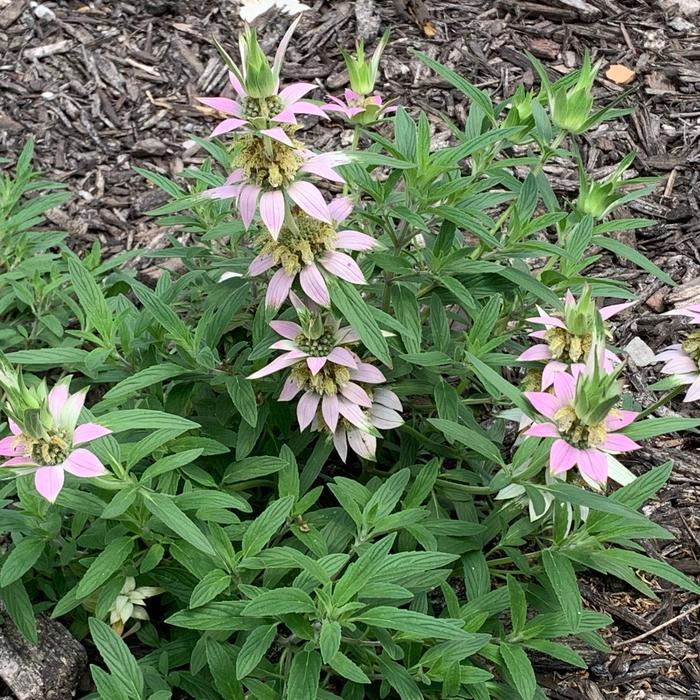 G6303 Monarda Punctata - View 12 from www redcrocus com