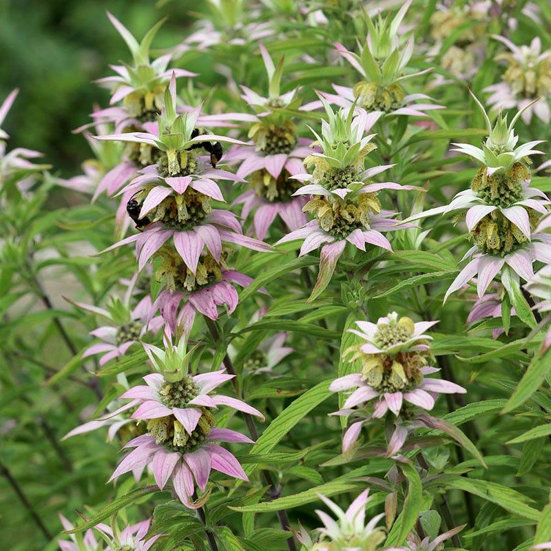 G6303 Monarda Punctata 13 8dcc7128 Ed98 4e43 9111 De42f127ee01 from www redcrocus com
