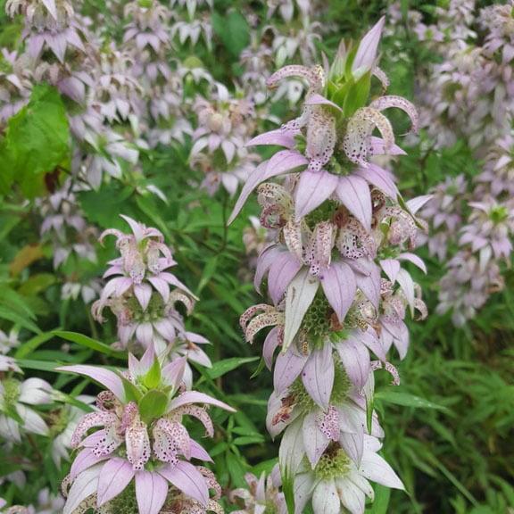 G6303 Monarda Punctata - View 14 from www redcrocus com