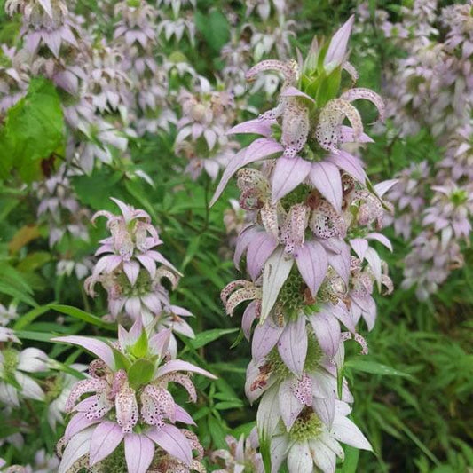 G6303 Monarda Punctata - View 14 from www redcrocus com