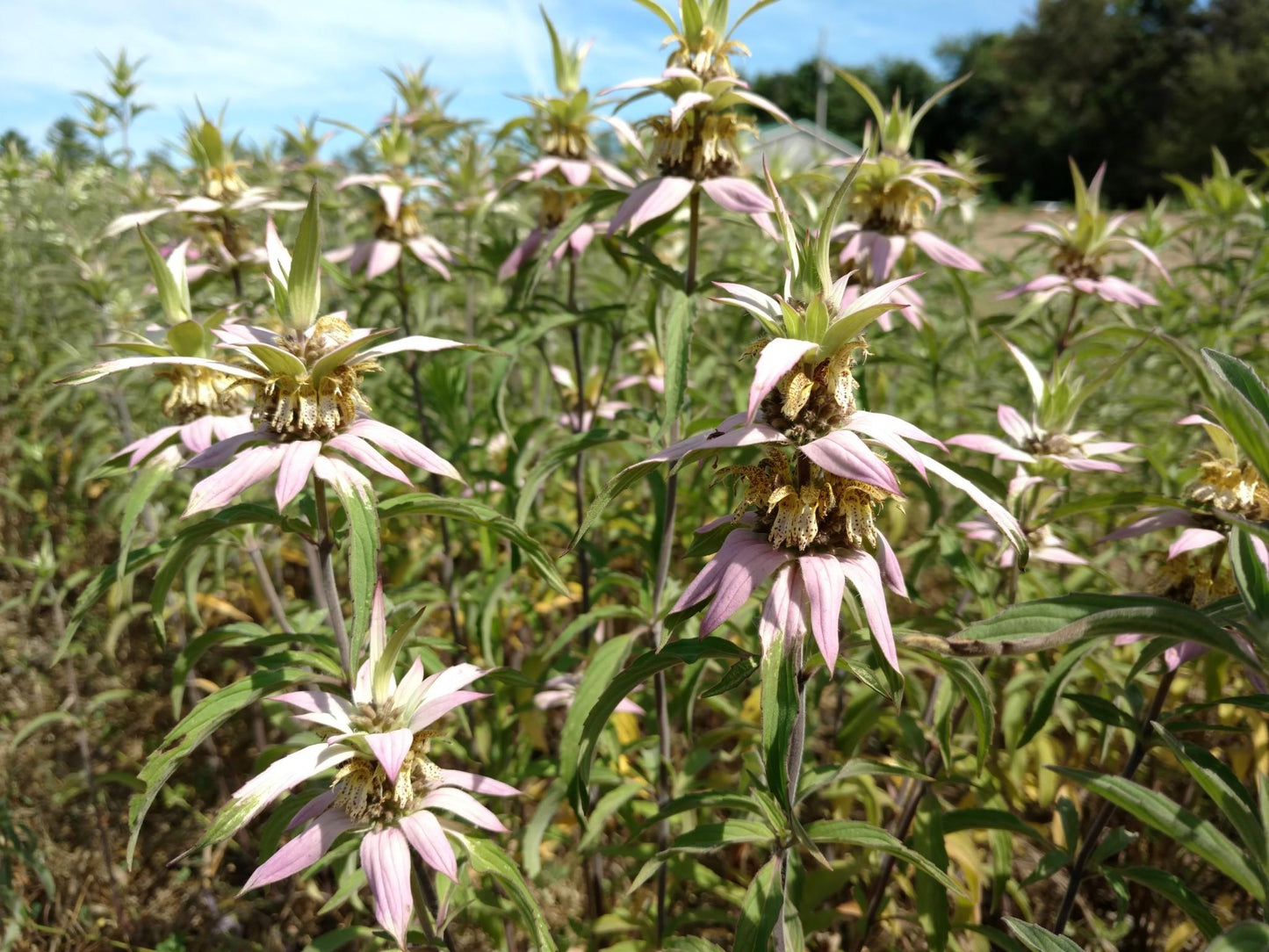 G6303 Monarda Punctata - View 17 from www redcrocus com