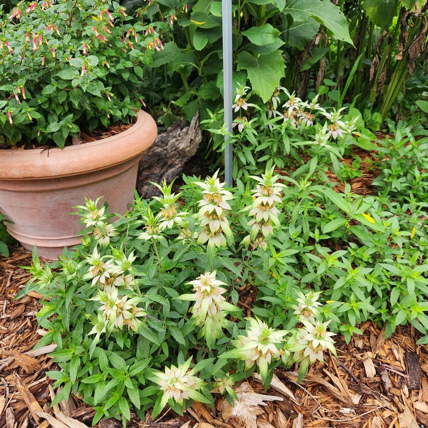 G6303 Monarda Punctata 18 18bed612 17d0 4154 B8c0 679c78d19f62 from www redcrocus com