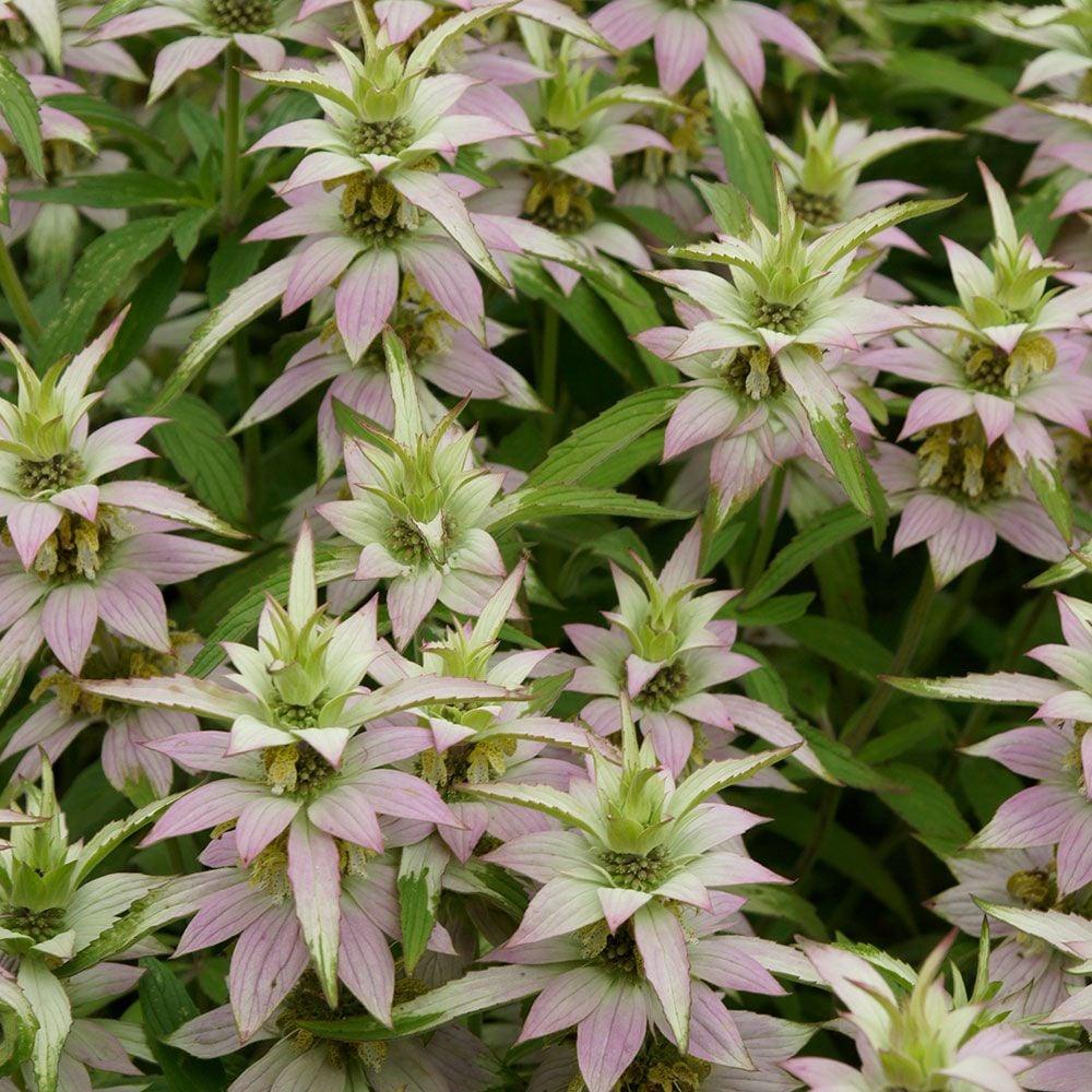 G6303 Monarda Punctata - View 1 from www redcrocus com