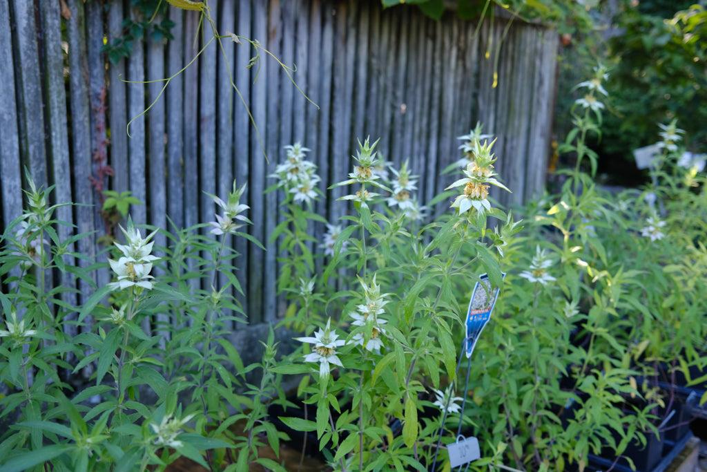 G6303 Monarda Punctata 20 9bb8c719 C252 4e79 B569 24f87e61f8c1 from www redcrocus com