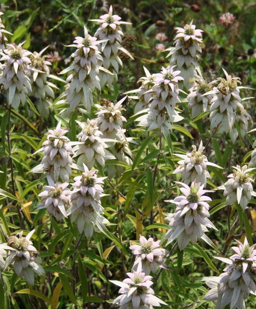 G6303 Monarda Punctata 22 8e1c8950 24f6 426b 9d3f 1ab0d2d0acb2 from www redcrocus com