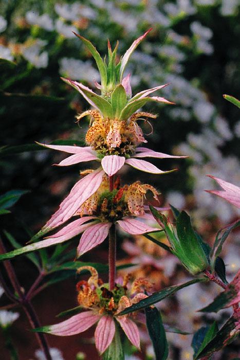 G6303 Monarda Punctata - View 23 from www redcrocus com