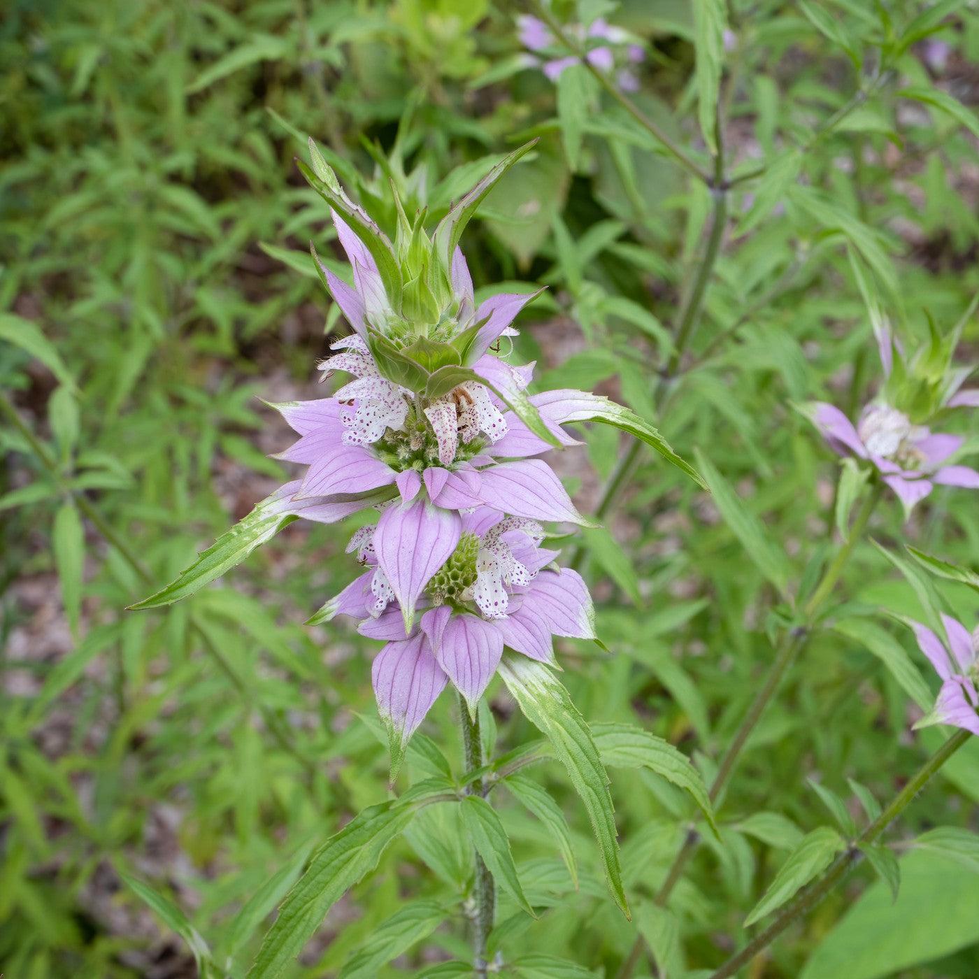 G6303 Monarda Punctata - View 24 from www redcrocus com