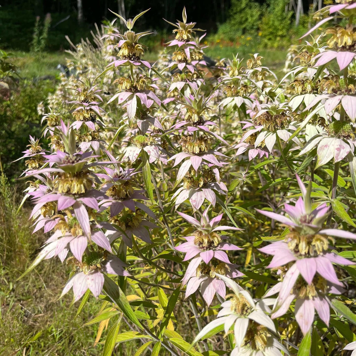 G6303 Monarda Punctata - View 25 from www redcrocus com