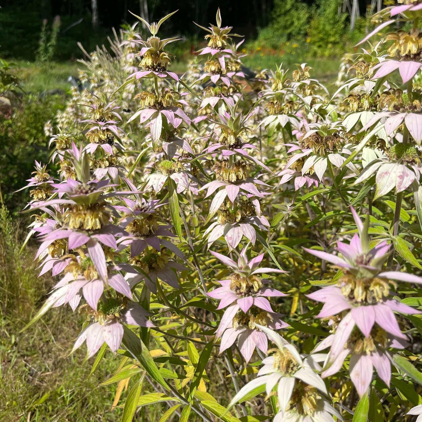 G6303 Monarda Punctata 25 87032083 2ff9 4337 89c8 27bdc965bc25 from www redcrocus com