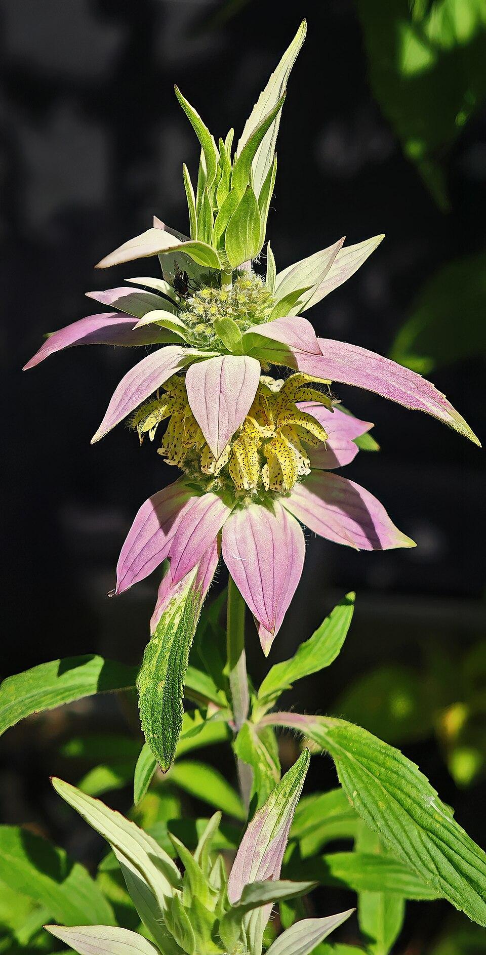 G6303 Monarda Punctata - View 27 from www redcrocus com